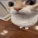 whattheactualfleep