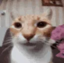 catstare