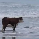 moo