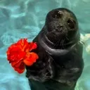 sealflowers