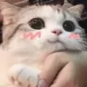 Kitten Kitten