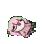 bocided bocided