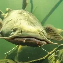 Catfish