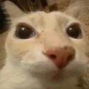 gato