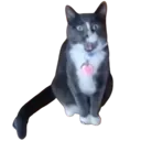 screamer