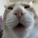 mouthbreather
