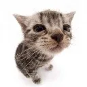 catmidget