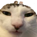 BCatBesmah1