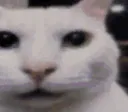 canny_cat