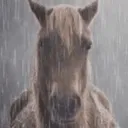 sadhorse