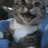 BDH_Cat_Smile