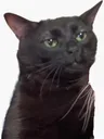zen