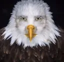 cheagle