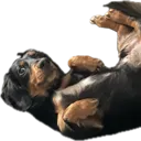 Eeping Eeping