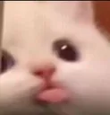 bla