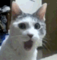 cat_gif_surprised