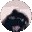 pedro