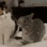 Bitch