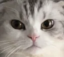 catStare2