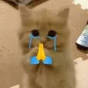 cat_maafidedo