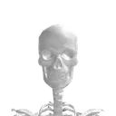 skull