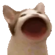 popCat