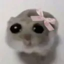 hammy