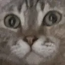 thousandyardcat