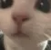 cat_stare