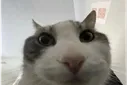 yuh