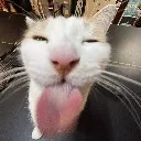 sillycatto