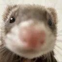 fert2