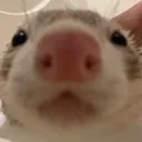 fert4