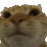 NoNo