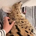 serval_aaaaa