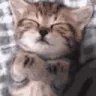 catSleep