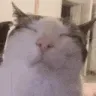 plinkvibe