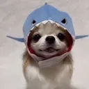 sharkdog