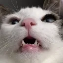 cookedcat cookedcat