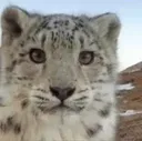 wild