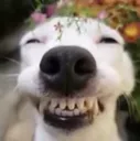 DogSmile DogSmile