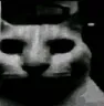 scarycat