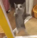 kittyyipee kittyyipee