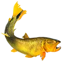 fish2 fish2