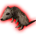 rat