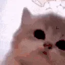kittyJam