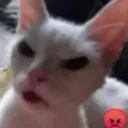 :MadCat: