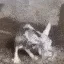 ratcold