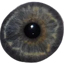 eye