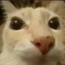 catstare2
